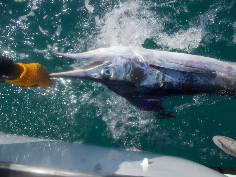 Punta Cana deep sea fishing charter - Blue Marlin on the line